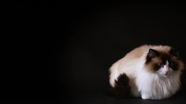 Beautiful Young Healthy Ragdoll Cat Isolated Black Background — Stock Video