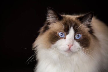 Güzel, sağlıklı Ragdoll kedisi siyah bir arka planda izole edilmiş..