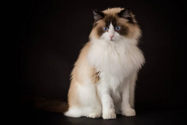 Beautiful Young Healthy Ragdoll Cat Isolated Black Background Stock Image