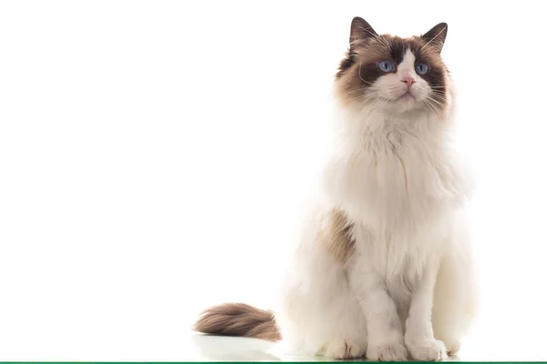 Schöne Junge Gesunde Ragdoll Katze Isoliert Auf Weißem Hintergrund Stockbild