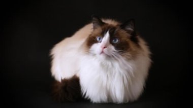 Güzel, sağlıklı Ragdoll kedisi siyah bir arka planda izole edilmiş..