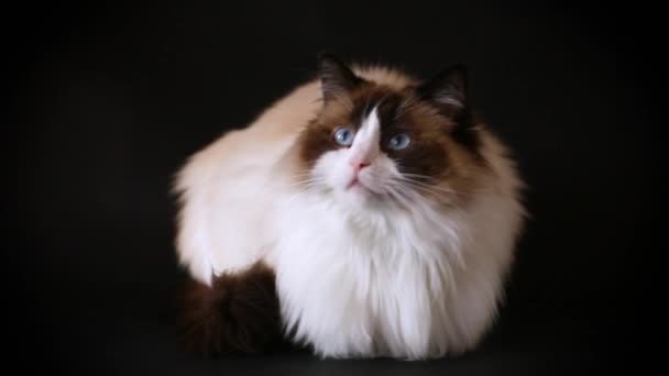 Beautiful Young Healthy Ragdoll Cat Isolated Black Background — Stock Video