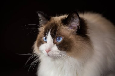 Güzel, sağlıklı Ragdoll kedisi siyah bir arka planda izole edilmiş..