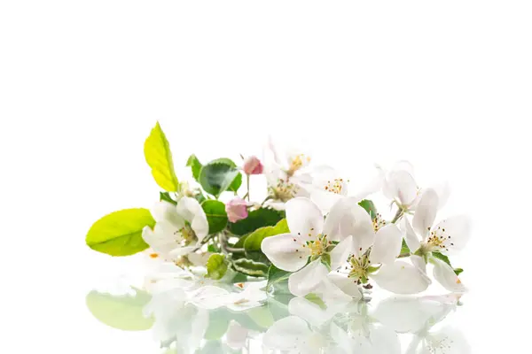 Bloeiende Appelboom Bloemen Geïsoleerd Witte Achtergrond Stockfoto