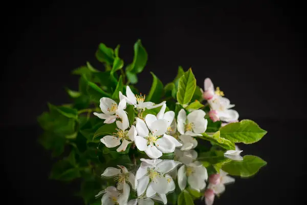 Bloeiende Appelboom Bloemen Geïsoleerd Zwarte Achtergrond Stockfoto