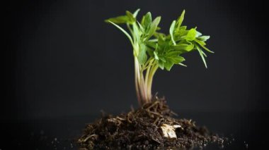 Toprakta domates fideleri, siyah bir arka planda izole edilmiş. .