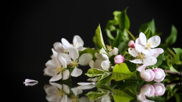 Bloeiende Appelboom Bloemen Geïsoleerd Zwarte Achtergrond Stockvideo