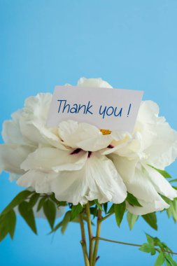 Beyaz ağaçlı şakayık çiçeği, mavi arka planda izole. .