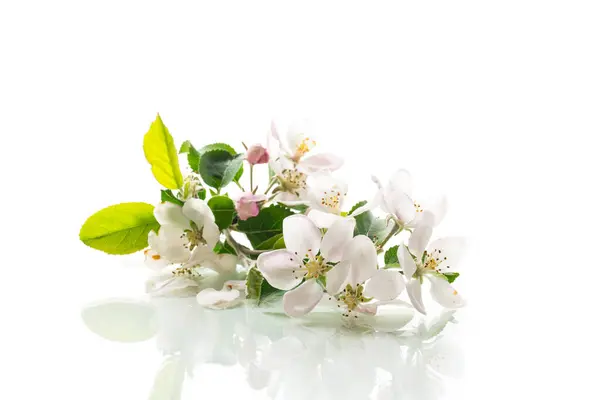 Ανθισμένα Λουλούδια Μηλιάς Απομονωμένα Λευκό Φόντο Εικόνα Αρχείου