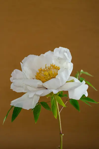 茶色の背景に孤立した白い木の花 ロイヤリティフリーのストック画像