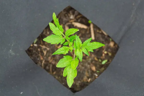 Semis Tomates Dans Sol Poussant Partir Trous Dans Agrofibre Images De Stock Libres De Droits