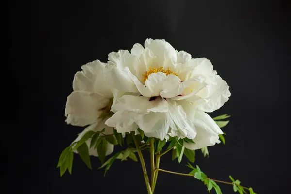 Λευκό Λουλούδι Παιώνιας Δέντρου Απομονωμένο Μαύρο Φόντο Royalty Free Φωτογραφίες Αρχείου
