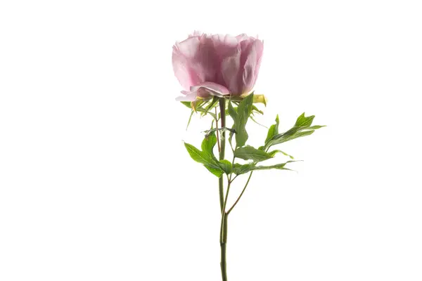 Ροζ Λουλούδι Παιώνιας Δέντρου Απομονωμένο Λευκό Φόντο Εικόνα Αρχείου
