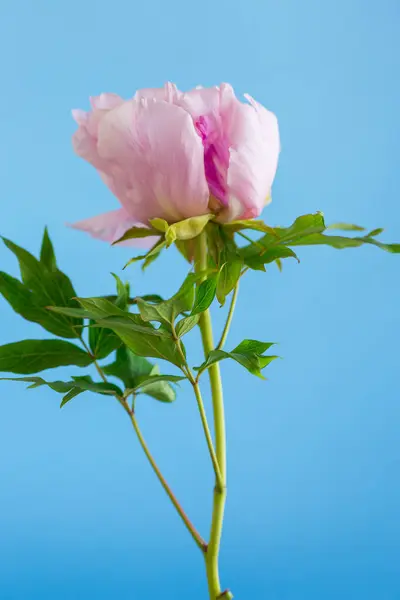 Flor Peonía Árbol Rosa Aislada Sobre Fondo Azul Imagen de archivo