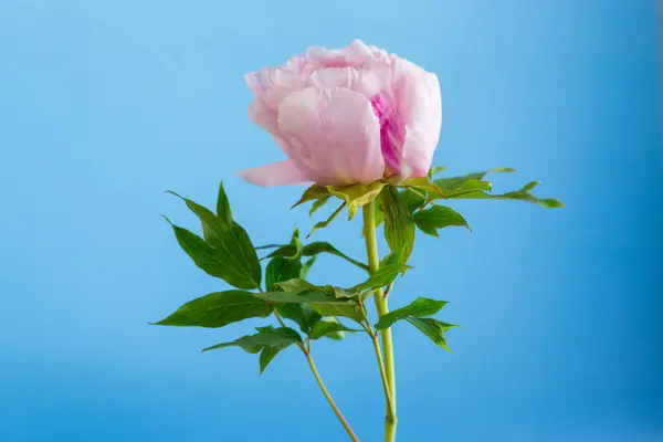 Růžový Strom Pivoňka Květ Izolované Modrém Pozadí Royalty Free Stock Fotografie