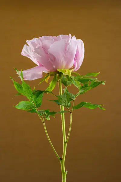 Růžové Pivoňka Květ Izolované Hnědém Pozadí Stock Fotografie