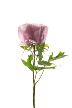 Pembe ağaçlı şakayık çiçeği, beyaz arka planda izole. .