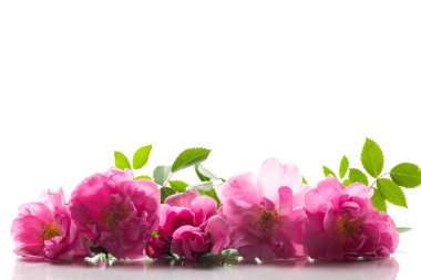 Beyaz arka planda güzel pembe bir gül .