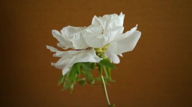 Beyaz ağaçlı şakayık çiçeği, kahverengi arka planda izole. .