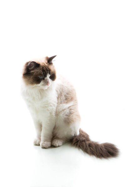 Beautiful young healthy Ragdoll cat isolated on a white background.