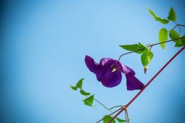 Mor klematitin çiçek açan dalı, mavi arkaplanda izole edilmiş. .