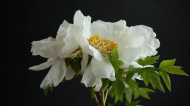 Beyaz ağaçlı şakayık çiçeği, siyah arka planda izole. .