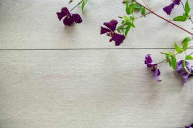 Mor klematitin çiçek açan dalı, açık ahşap bir masanın üzerinde. .