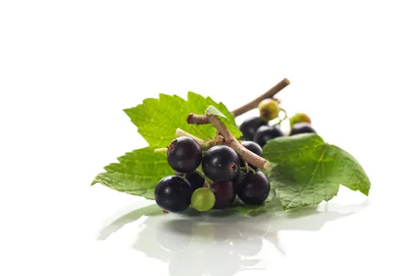 stock image ripe blackcurrant berries with leaves isolated on white background.