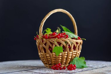 Siyah arka planda izole edilmiş olgun kırmızı üzümlü dallar. .