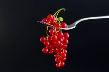 Siyah arka planda izole edilmiş olgun kırmızı üzümlü dallar. .