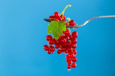 Siyah arka planda izole edilmiş olgun kırmızı üzümlü dallar. .