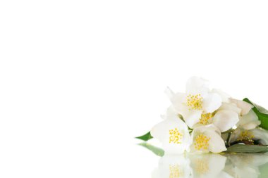Beyaz arka planda izole edilmiş yasemin çiçekleri. .