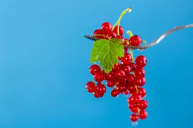 Siyah arka planda izole edilmiş olgun kırmızı üzümlü dallar. .