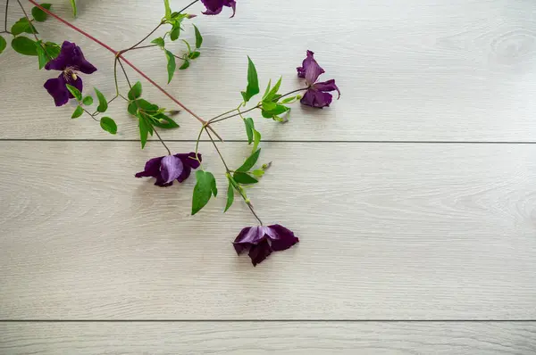 stock image branch of blooming purple clematis, on a light wooden table .