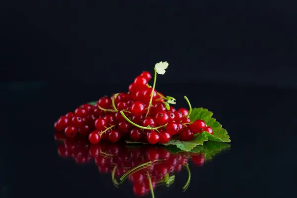 stock image twigs of ripe red currants, isolated on a black background .