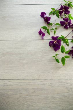 Mor klematitin çiçek açan dalı, açık ahşap bir masanın üzerinde. .