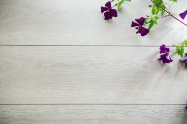 Mor klematitin çiçek açan dalı, açık ahşap bir masanın üzerinde. .
