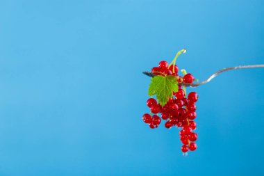 Siyah arka planda izole edilmiş olgun kırmızı üzümlü dallar. .