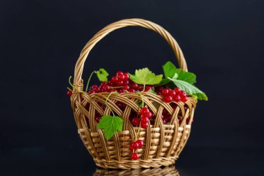 Siyah arka planda izole edilmiş olgun kırmızı üzümlü dallar. .