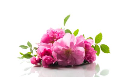 Beyaz arka planda güzel pembe bir gül .