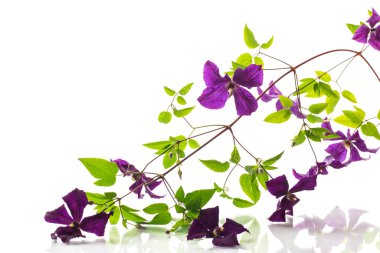 Çiçek açan mor klematitin beyaz arka planda izole edilmiş dalı .