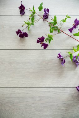 Mor klematitin çiçek açan dalı, açık ahşap bir masanın üzerinde. .