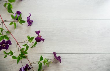 Mor klematitin çiçek açan dalı, açık ahşap bir masanın üzerinde. .
