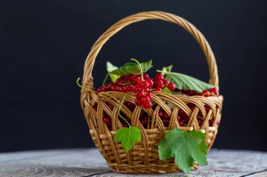 Siyah arka planda izole edilmiş olgun kırmızı üzümlü dallar. .