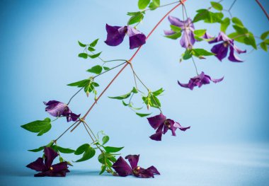 Mor klematitin çiçek açan dalı, mavi arkaplanda izole edilmiş. .