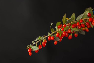 Taze kırmızı goji üzümleri siyah arka planda izole edilmiş bir dalda. .