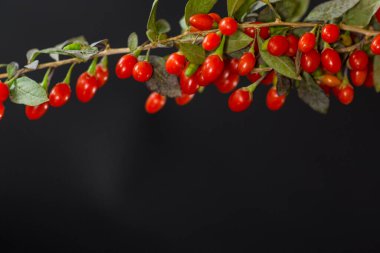 Taze kırmızı goji üzümleri siyah arka planda izole edilmiş bir dalda. .