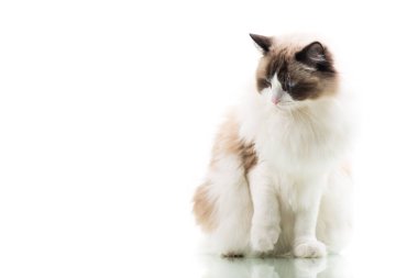 Mutlu güzel Ragdoll kedisi beyaz arka planda izole edilmiş .