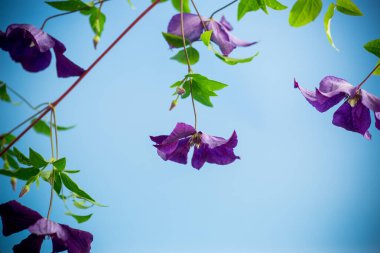 Mor klematitin çiçek açan dalı, mavi arkaplanda izole edilmiş. .