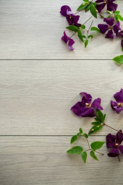 Mor klematitin çiçek açan dalı, açık ahşap bir masanın üzerinde. .
